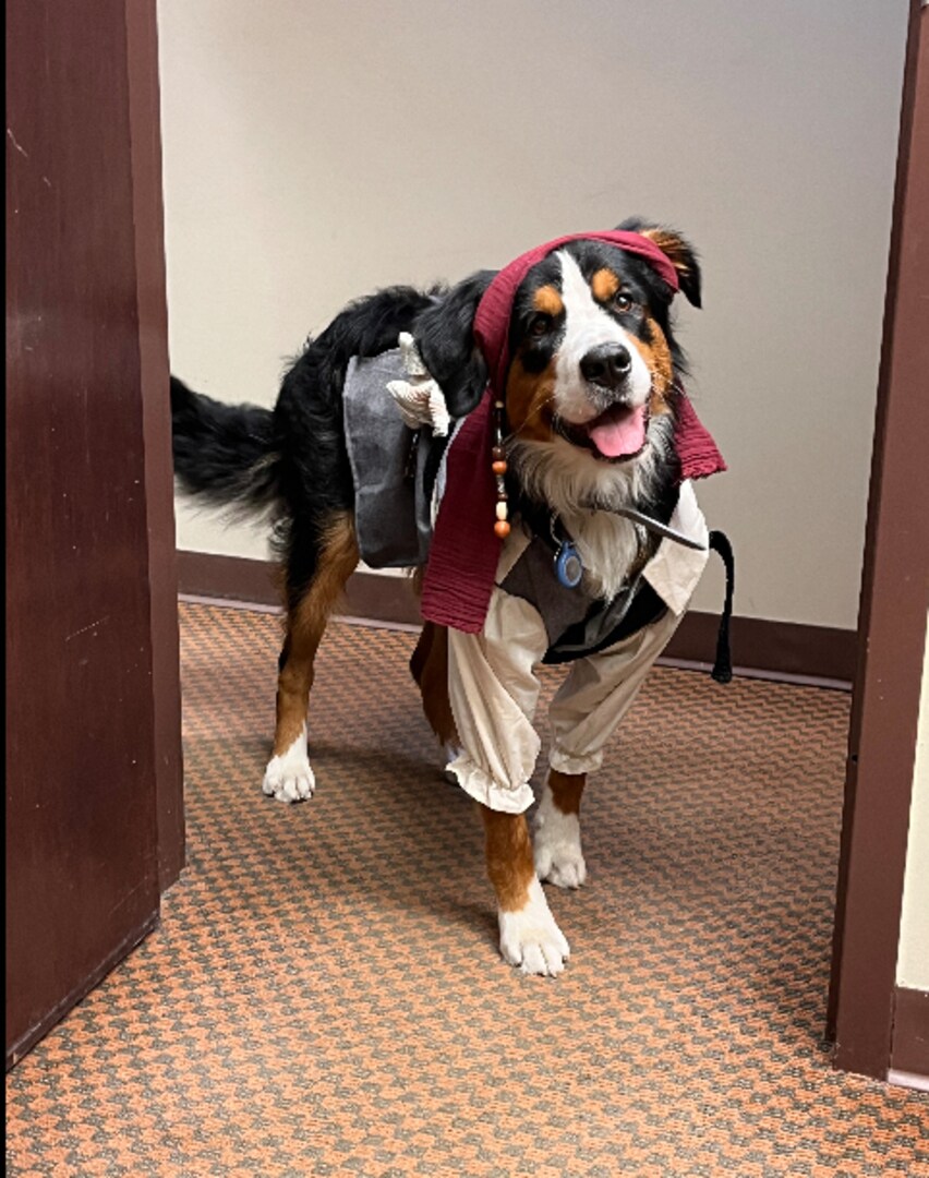 Sale dog pirate outfit Factory Sale1